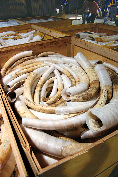 2009年に一時輸入された象牙の写真